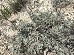Artemisia hololeuca