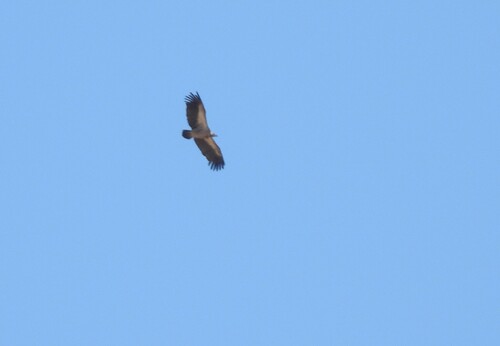 White-backed Vulture