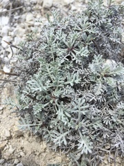 Artemisia hololeuca