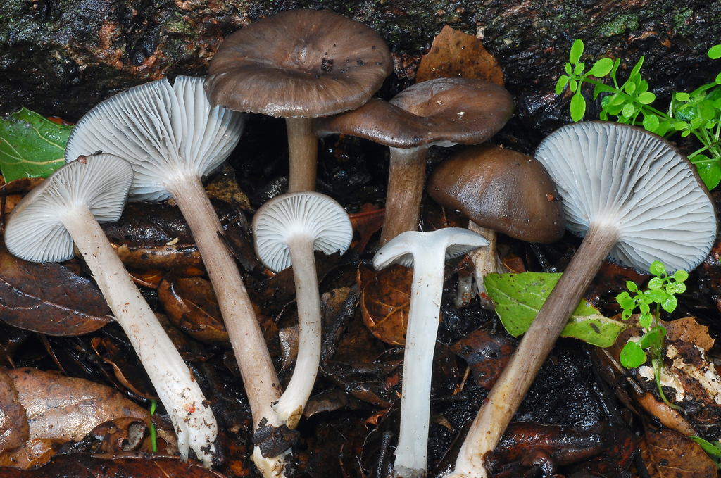 Gerronema atrialbum