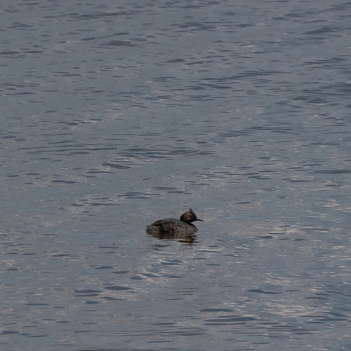 Eared Grebe