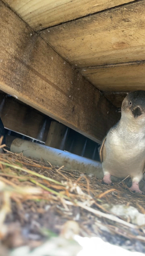 Little Penguin