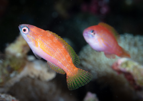 Yellowfin flasher (Paracheilinus flavianalis) — Labridae — 4