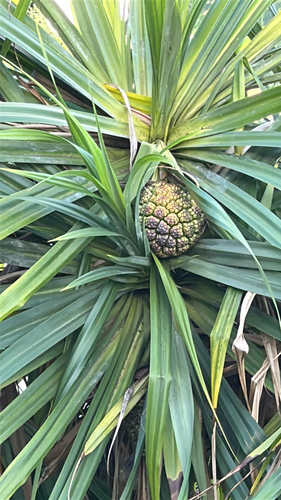 Pandanus tectorius observed 2026-08-25