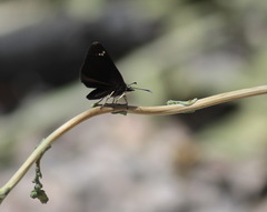 Pholisora