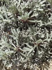 Artemisia hololeuca