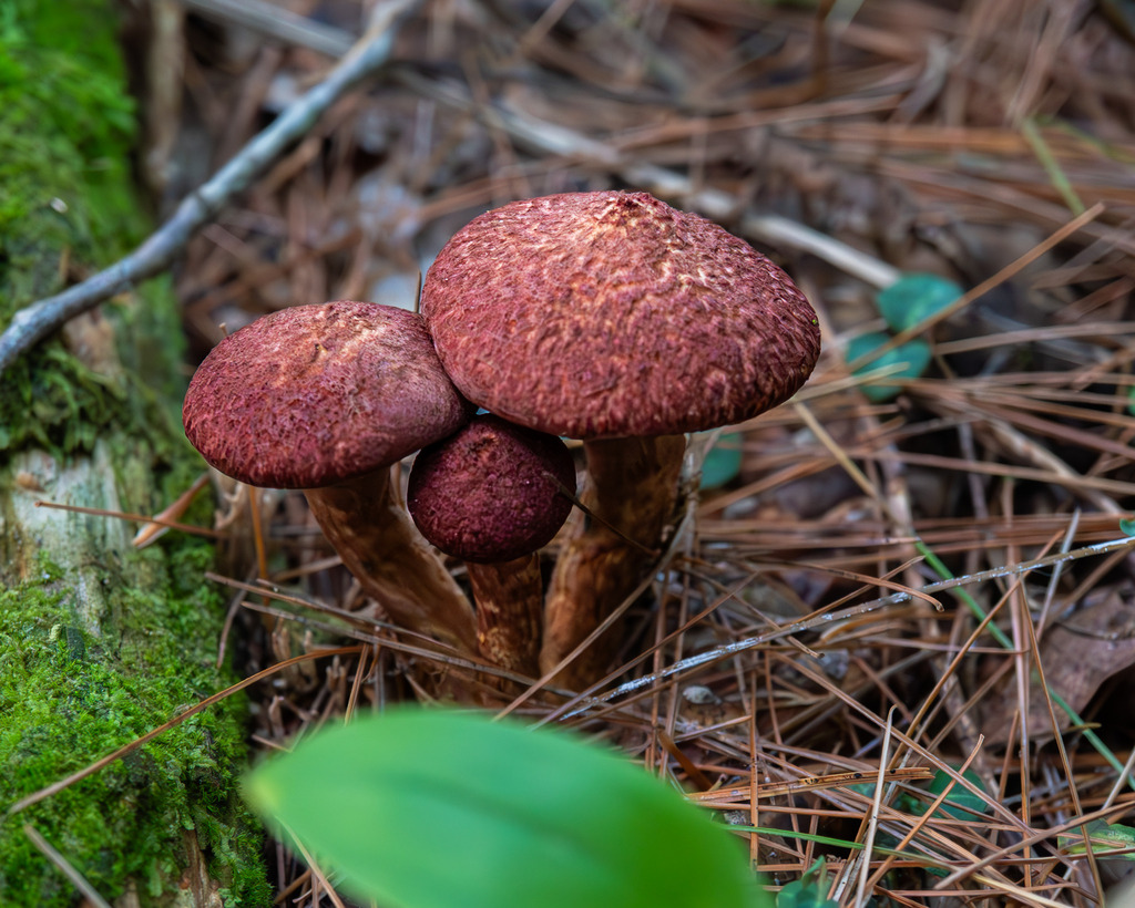 Painted Suillus · August 2026 · photo: Photo: (c) Eli Talhouk, some rights reserved (CC BY) · iNaturalist