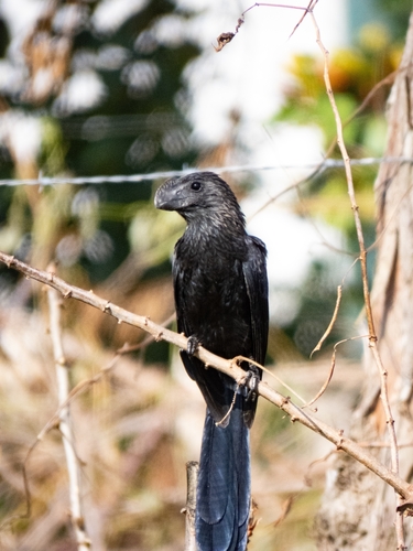 Smooth-billed Ani