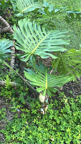 Philodendron observed 2026-08-25