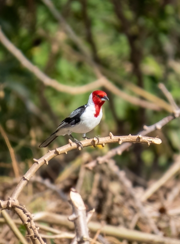 Red-cowled Cardinal