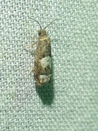 Aster Eucosma Moth (Eucosma parmatana)