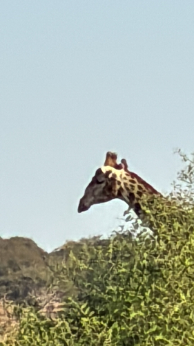 Southern Giraffe