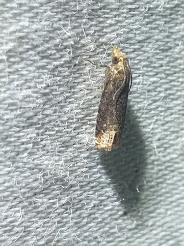 Buff-tipped Eucosma Moth (Eucosma ochroterminana)