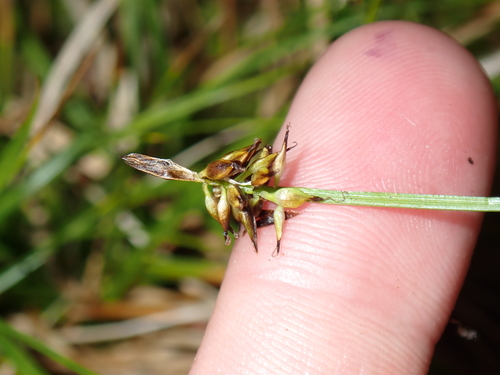 Carex nigricans observed 2026-08-25