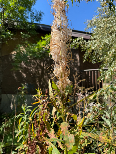 fireweed