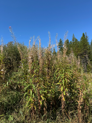 fireweed