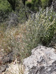 Astragalus trichopodus antisellii