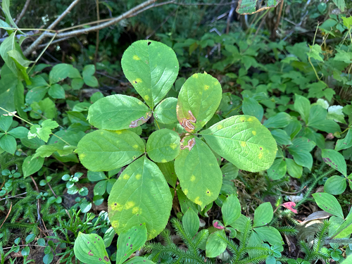 wild sarsaparilla