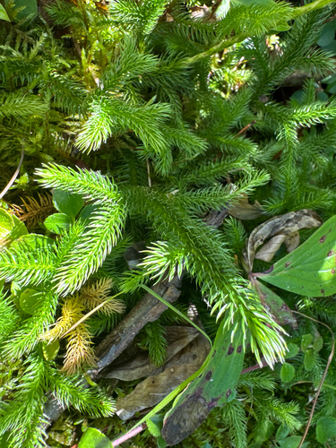 stag's-horn clubmoss