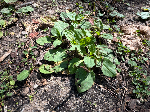 greater plantain