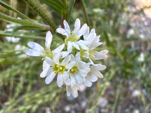 hoary alyssum