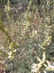 Astragalus trichopodus antisellii