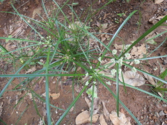 Cyperus luzulae