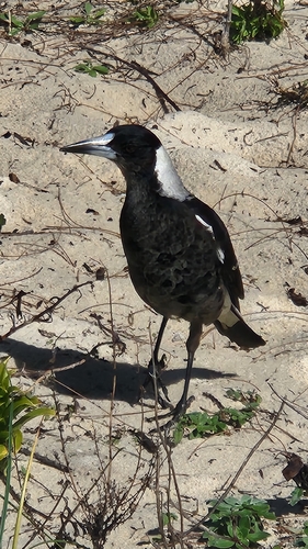Australian Magpie