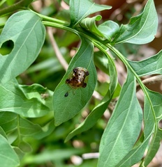 Helocassis testudinaria