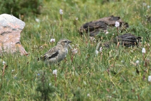 Rufous-necked Snowfinch