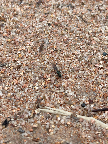 Green-head Ant