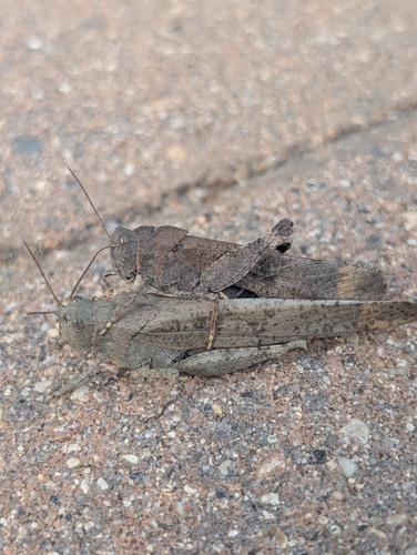 Carolina Grasshopper