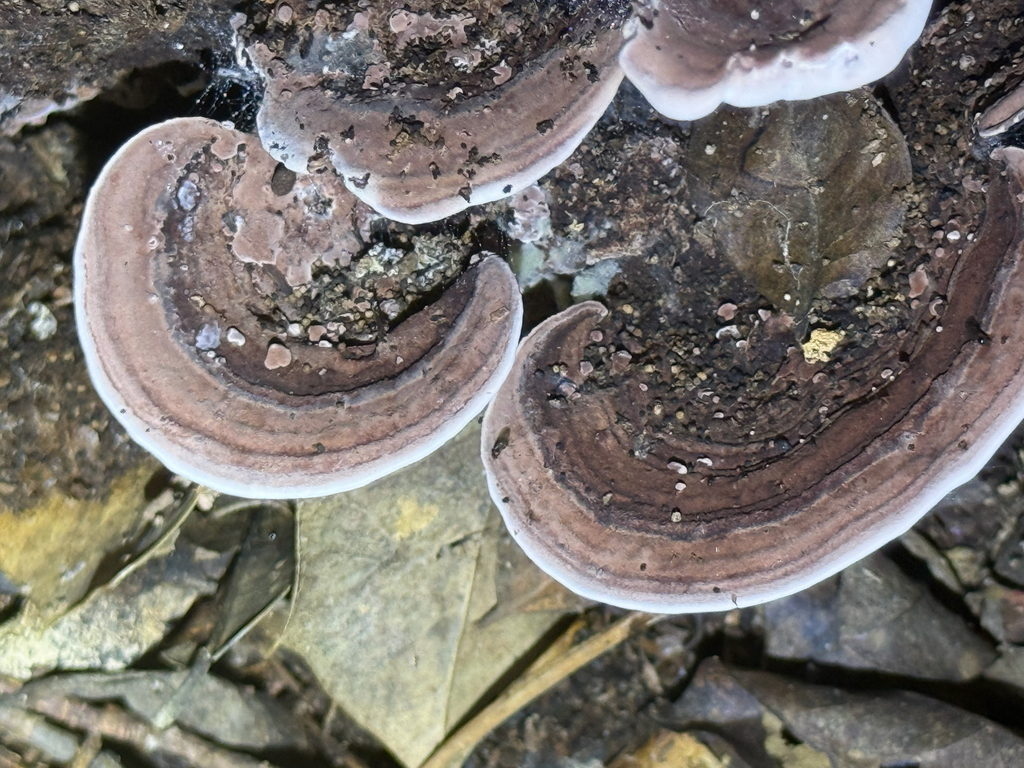 Nigroporus vinosus · August 2026 · photo: Photo: (c) Rachel Lee Harper, some rights reserved (CC BY) · iNaturalist
