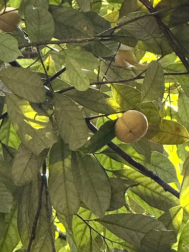 Myristica fragrans observed 2026-08-25