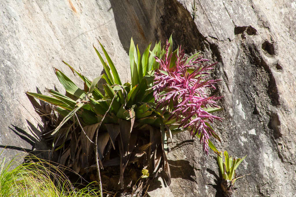 Tillandsia australis; photograph (c) Cody Hinchliff, some rights reserved (CC BY)