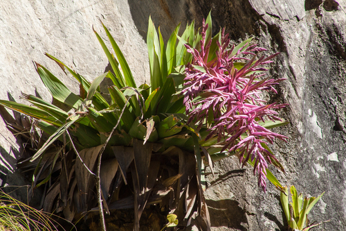Tillandsia australis, photograph 1