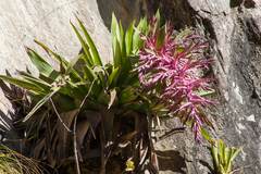 (c) Cody Hinchliff, some rights reserved (CC BY) Tillandsia australis, photograph (c) Cody Hinchliff, some rights reserved (CC BY)