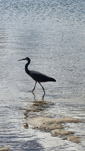 White-faced Heron