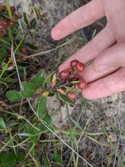 Arctostaphylos rudis