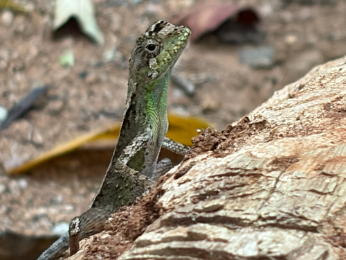 Black-spotted Kangaroo Lizard
