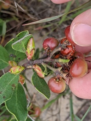 Arctostaphylos rudis