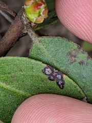 Arctostaphylos rudis