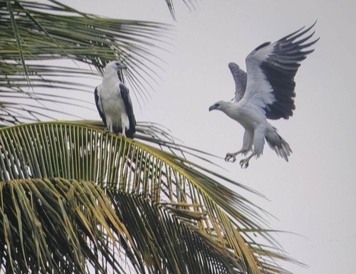 White-bellied Sea-Eagle