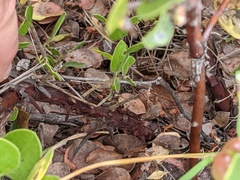 Arctostaphylos rudis