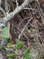 Arctostaphylos rudis