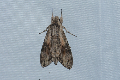 Convolvulus Hawkmoth