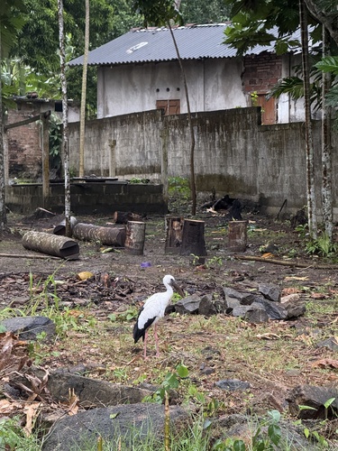 Asian Openbill