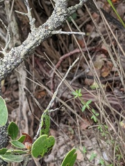 Arctostaphylos rudis