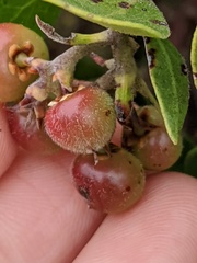Arctostaphylos rudis