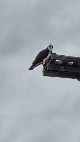 Osprey